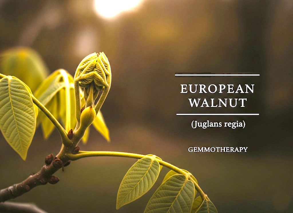 歐胡桃 European Walnut