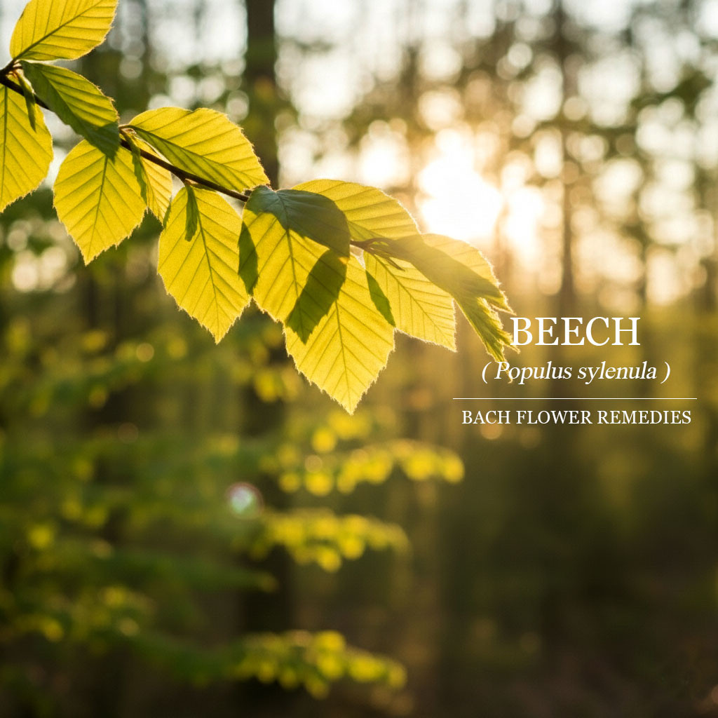 山毛櫸 Beech