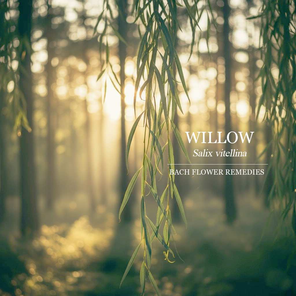 柳樹 Willow