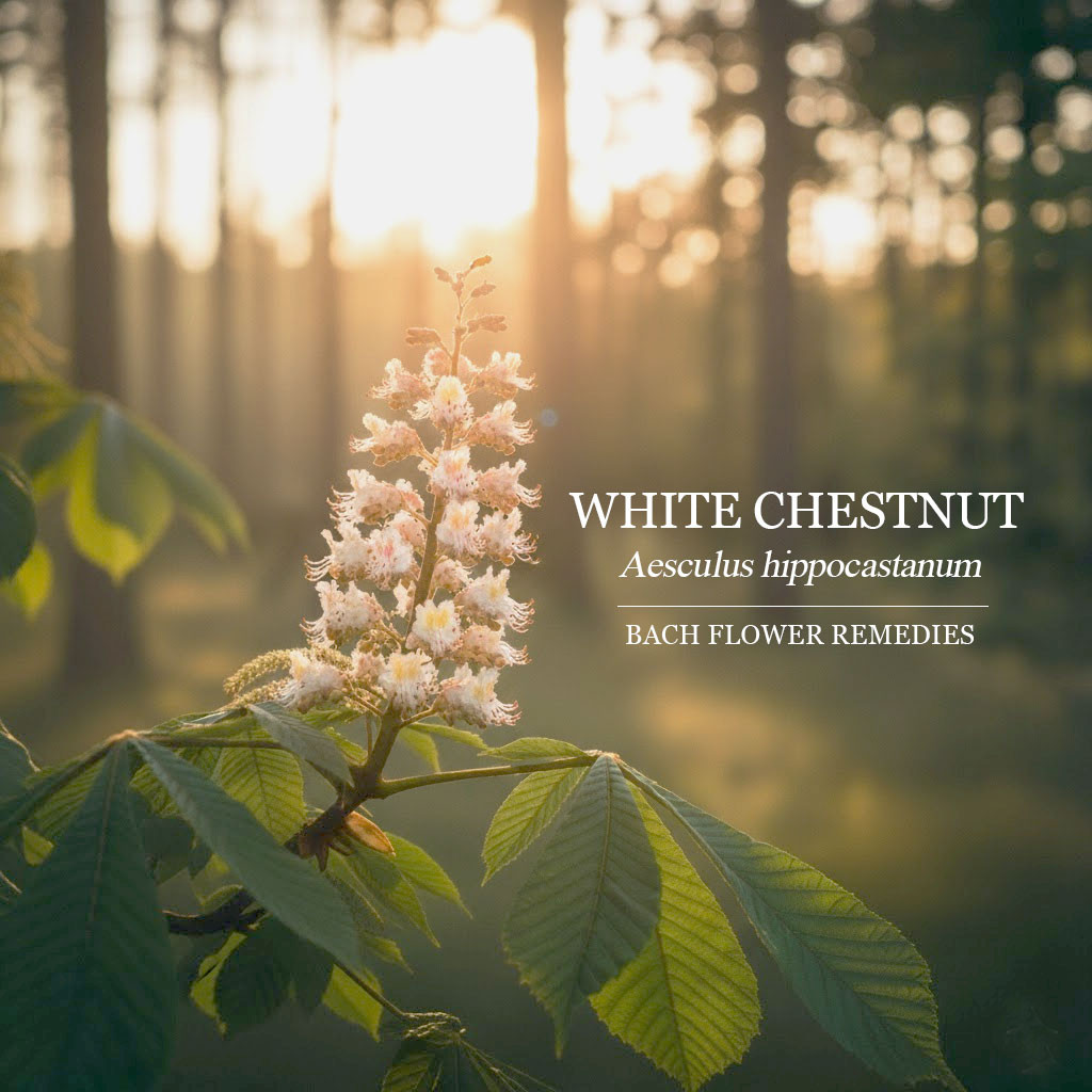 白栗花 White Chestnut