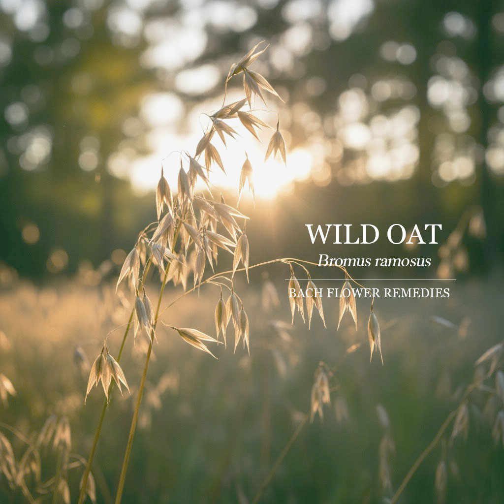 野燕麥 Wild Oat