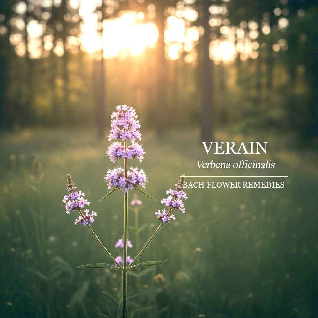 馬鞭草 Verain