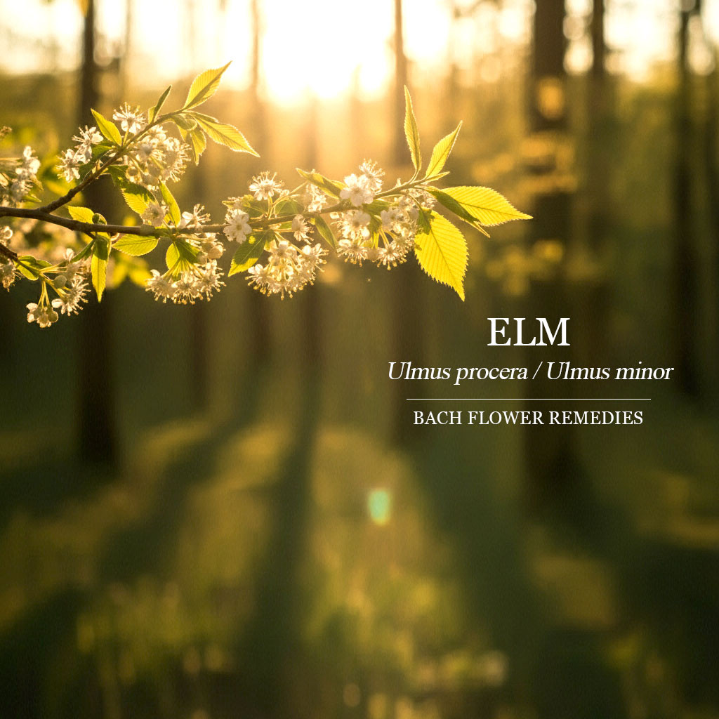 榆樹 Elm