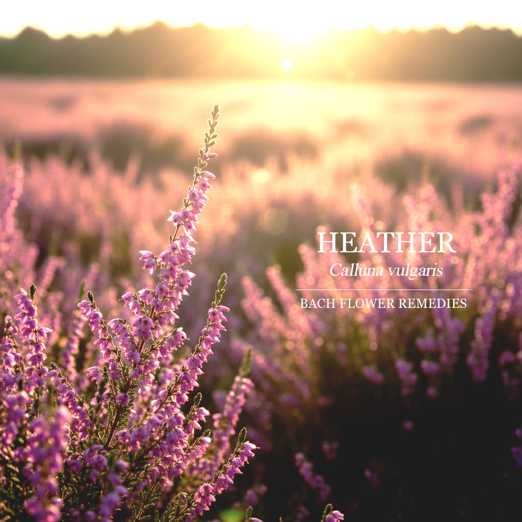 石楠 Heather