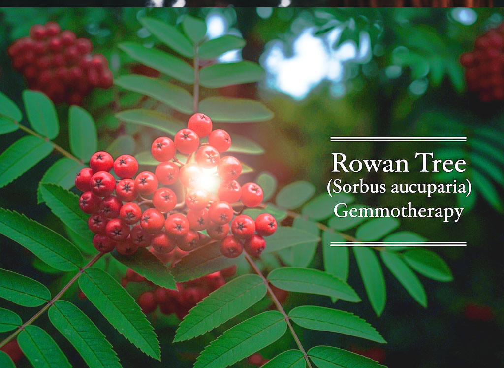 花楸/山栓子樹 Rowan Tree