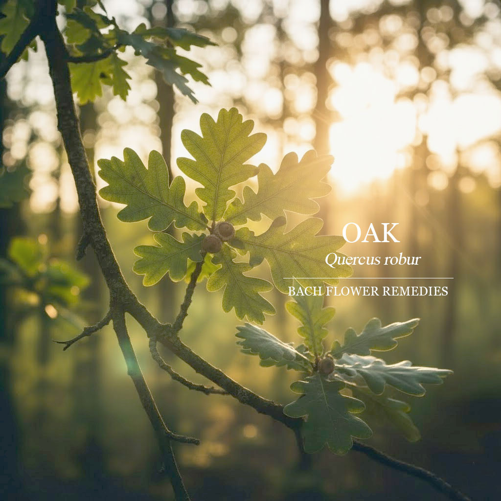 橡樹 Oak