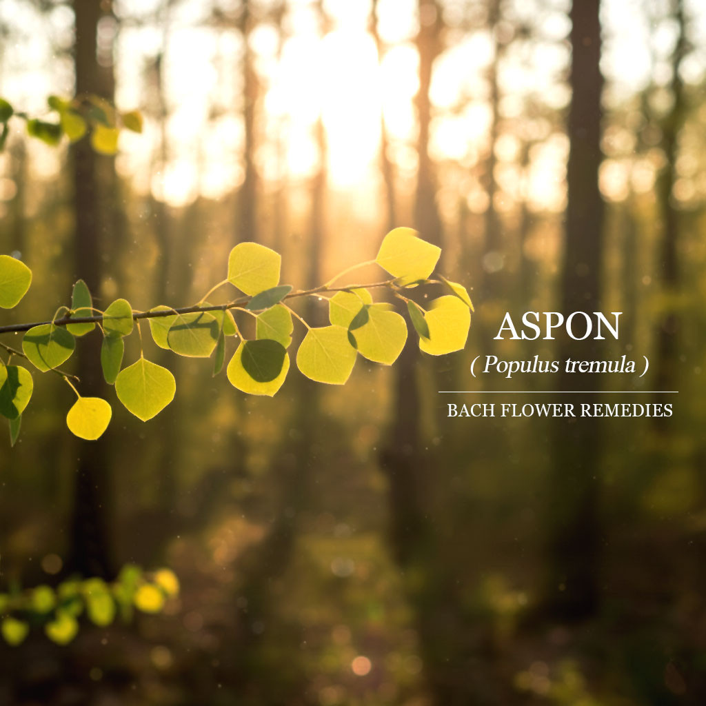 白楊 Aspen